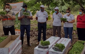 Quince mil plántulas de tomate para proyecto productivo en Los Patios
